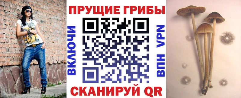 блэк спрут рабочий сайт Шлиссельбург Галлюциногенные грибы мицелий